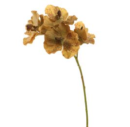 VANDA 62CM YELLOW