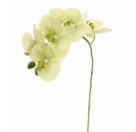 PHALAENOPSIS 60CM GREEN
