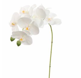 PHALAENOPSIS 60CM WHITE