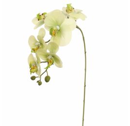 PHALAENOPSIS 85CM GREEN