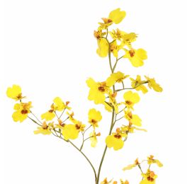ONCIDIUM 80CM YELLOW