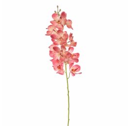 VANDA 70CM BEAUTY