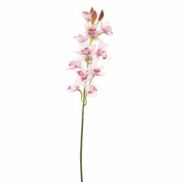 CYMBIDIUM 75CM CREAM PINK
