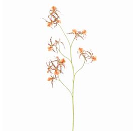 SPIDER ORCHID 111CM AMBER