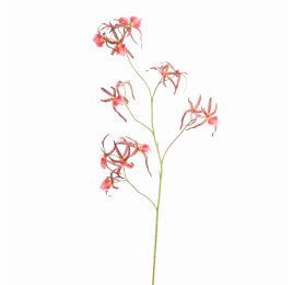 SPIDER ORCHID 111CM BEAUTY