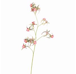 SPIDER ORCHID 111CM GREEN PINK
