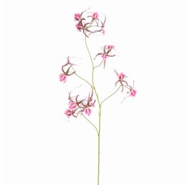 SPIDER ORCHID 111CM LAVENDER