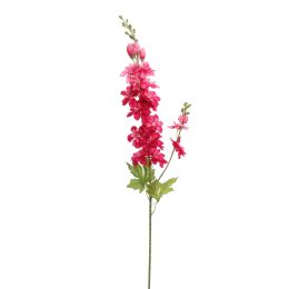 DELPHINIUM 80CM BEAUTY
