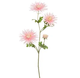 SPIDER GERBERA 65CM PINK