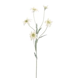EDELWEISS 62CM CREAM
