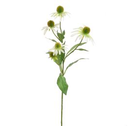 RUDBECKIA SPRAY 75CM CREAM