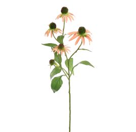 RUDBECKIA SPRAY 75CM PEACH