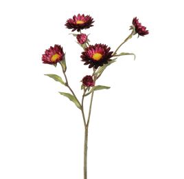 STRAW FLOWER 65CM BORDEAUX