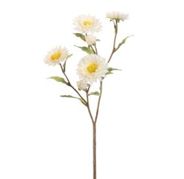 STRAW FLOWER 65CM CREAM