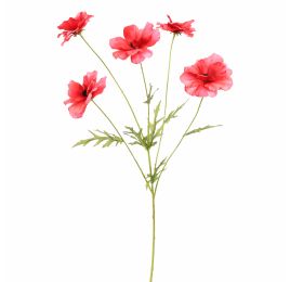COSMOS SPRAY 70CM BEAUTY