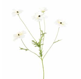 COSMOS SPRAY 70CM CREAM