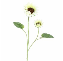 SUNFLOWER X2 95CM CREAM