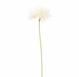 SPIDER GERBERA 45CM CREAM