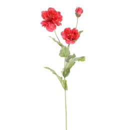 POPPY X 3 110CM BEAUTY