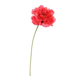 SINGLE POPPY 73CM BEAUTY