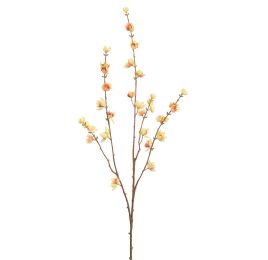 WINTERSWEET 85CM PINK YELLOW