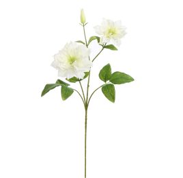 CLEMATIS DIAMANTINA 70CM CREAM