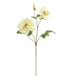 CLEMATIS DIAMANTINA 70CM GREEN