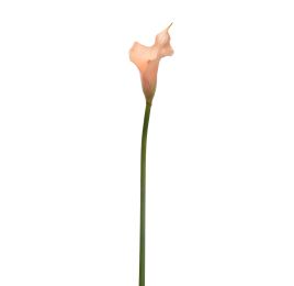 SMALL CALLA SALMON