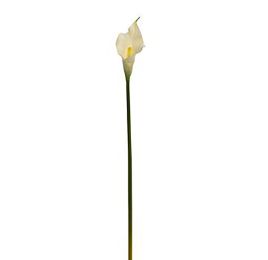 SMALL CALLA WHITE