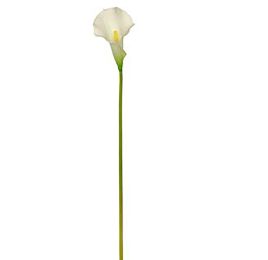 MEDIUM CALLA CREAM