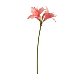 HIPPEASTRUM SPRAY 77CM PINK