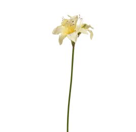 HIPPEASTRUM SPRAY 77CM YELLOW
