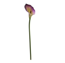 SINGLE CALLA PURPLE GREEN