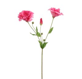 LYSIANTHUS 70CM BEAUTY
