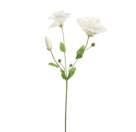 LYSIANTHUS 70CM CREAM