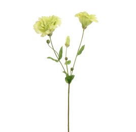 LYSIANTHUS 70CM GREEN