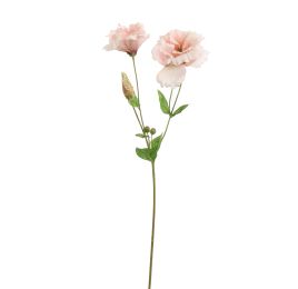 LYSIANTHUS 70CM PEACH