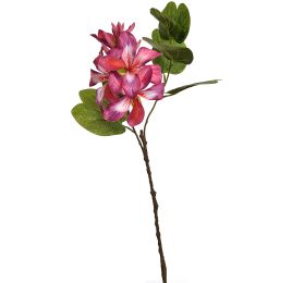BAUHINIA SPRAY 60CM BEAUTY