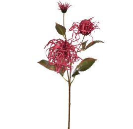 SPIDER MUM SPRAY 70CM BEAUTY