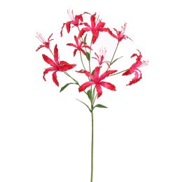 LYCORIS RADIATA 90CM BEAUTY