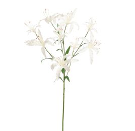 LYCORIS RADIATA 90CM CREAM