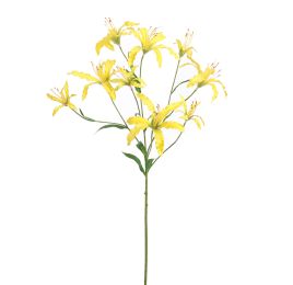 LYCORIS RADIATA 90CM YELLOW