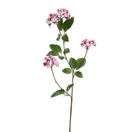 EUPONYMOUS 82CM LILA