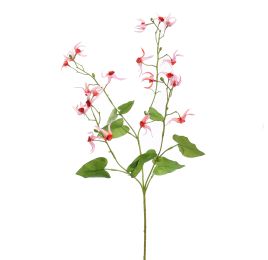EPIMEDIUM 77CM BEAUTY