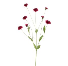 CORNFLOWER 90CM BEAUTY