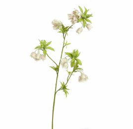 ENKIANTHUS 82CM CREAM