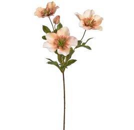 HELLEBORUS 67CM AMBER