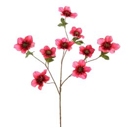 HELLEBORUS 95CM FUCHSIA