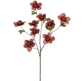 HELLEBORUS 95CM MASSALA