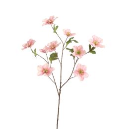HELLEBORUS 95CM PINK